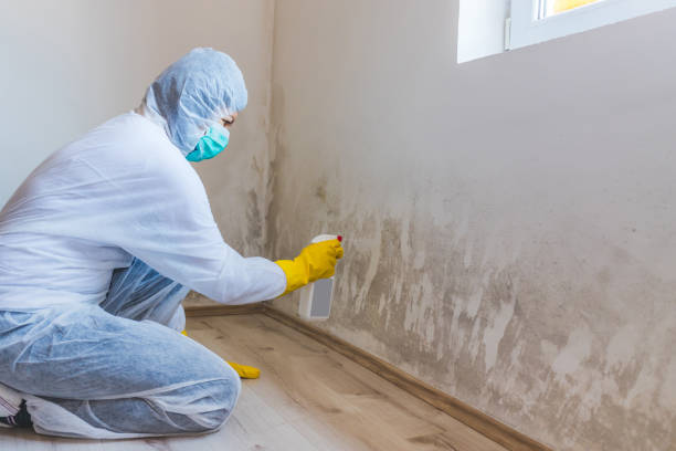 Licensed Attic Mold Removal service in Vincentown, NJ - WQB Mold Removal