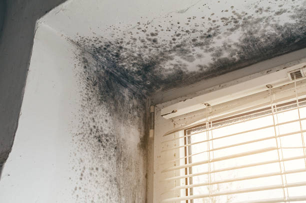 Affordable Attic Mold Removal solutions in Vincentown, NJ