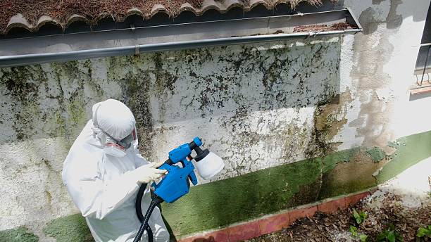 Top rated local Attic Mold Removal specialists in Vincentown, NJ